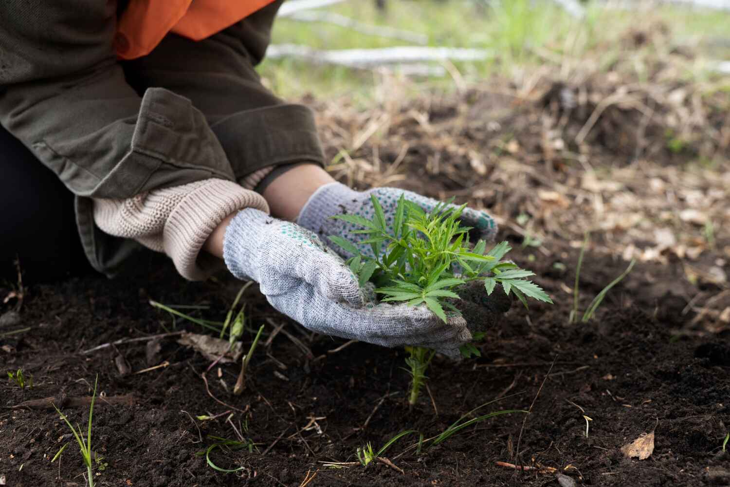 Elk River, MN Tree Service Company